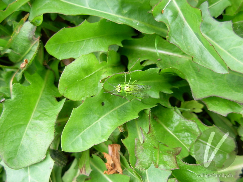 Blattwespe (Rhogogaster punctulata): Übersicht